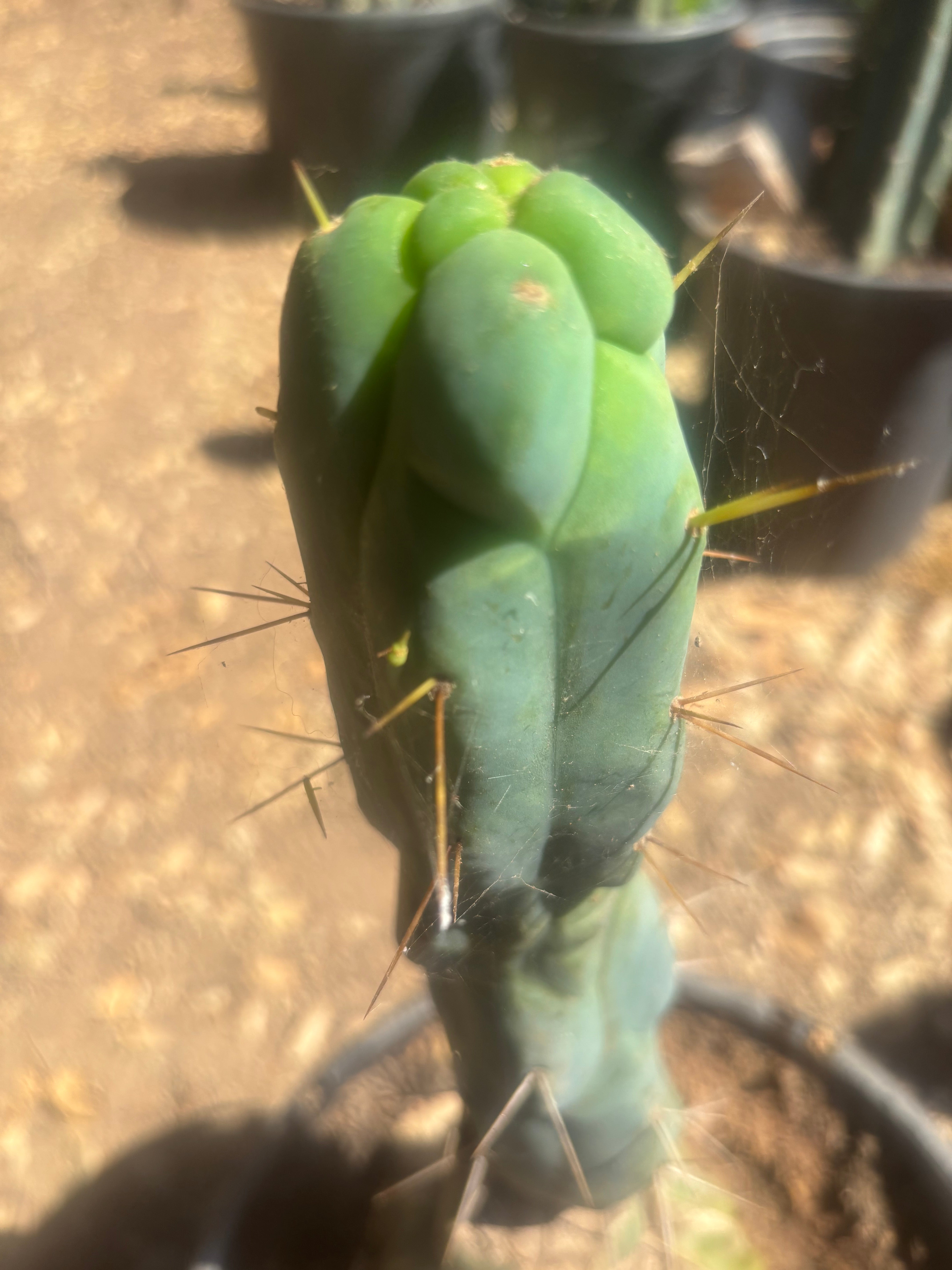 💎👑🌶️ Monster De Cota Cota — 8” Tip