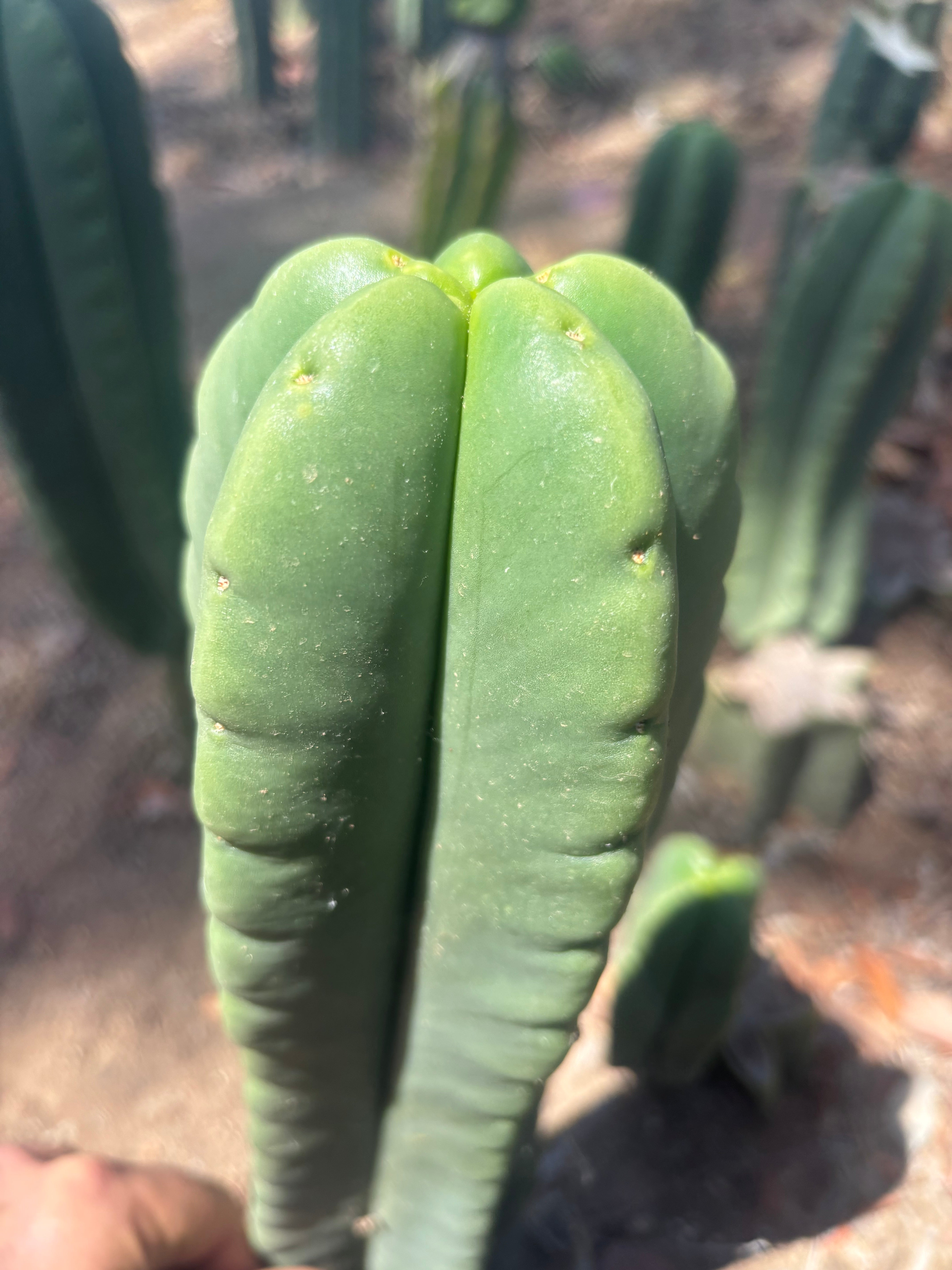 💎👑🌶️ Ferah — 9” Tip