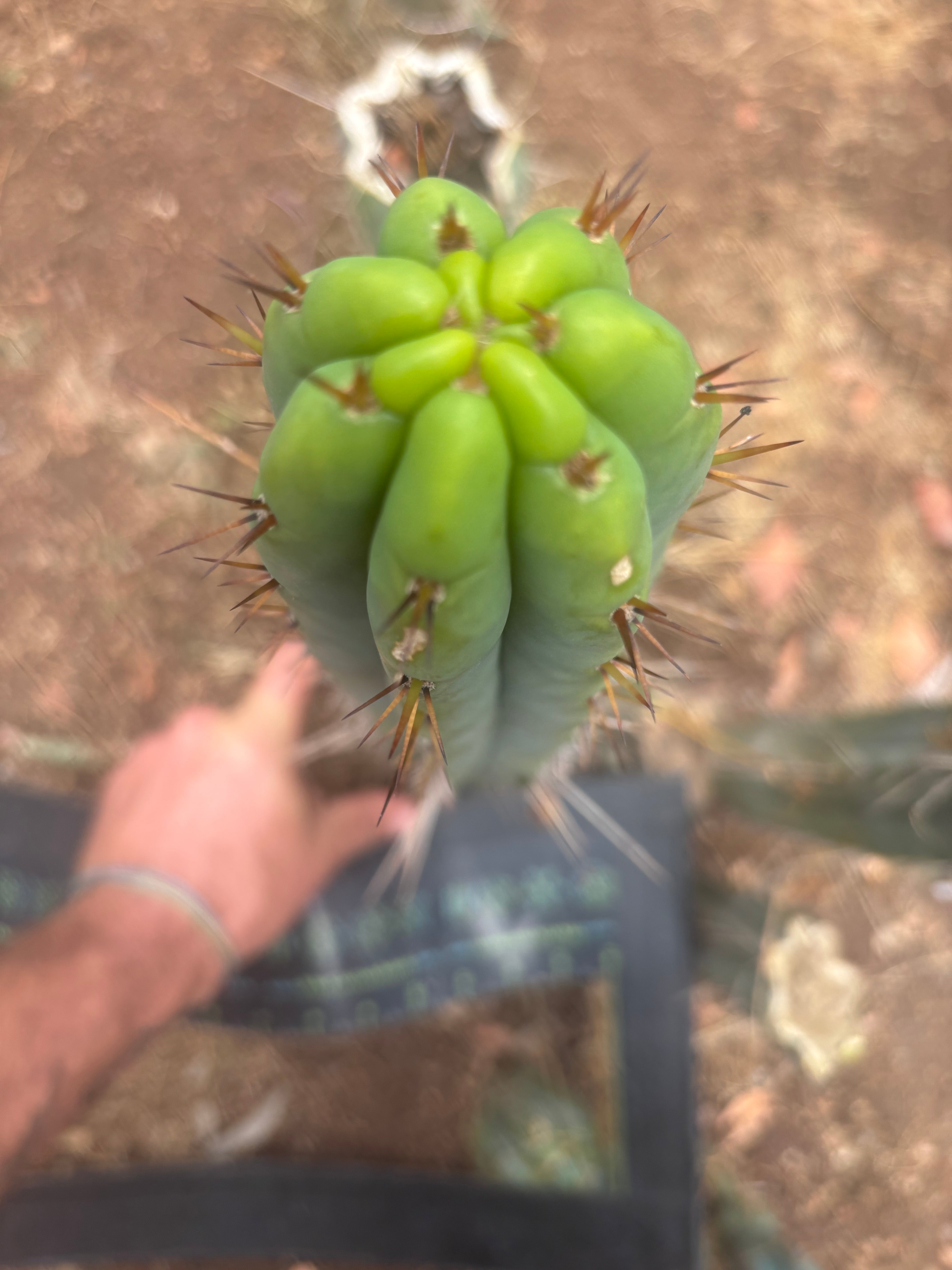 👑🌶️ DeLorean — XL 15” Tip