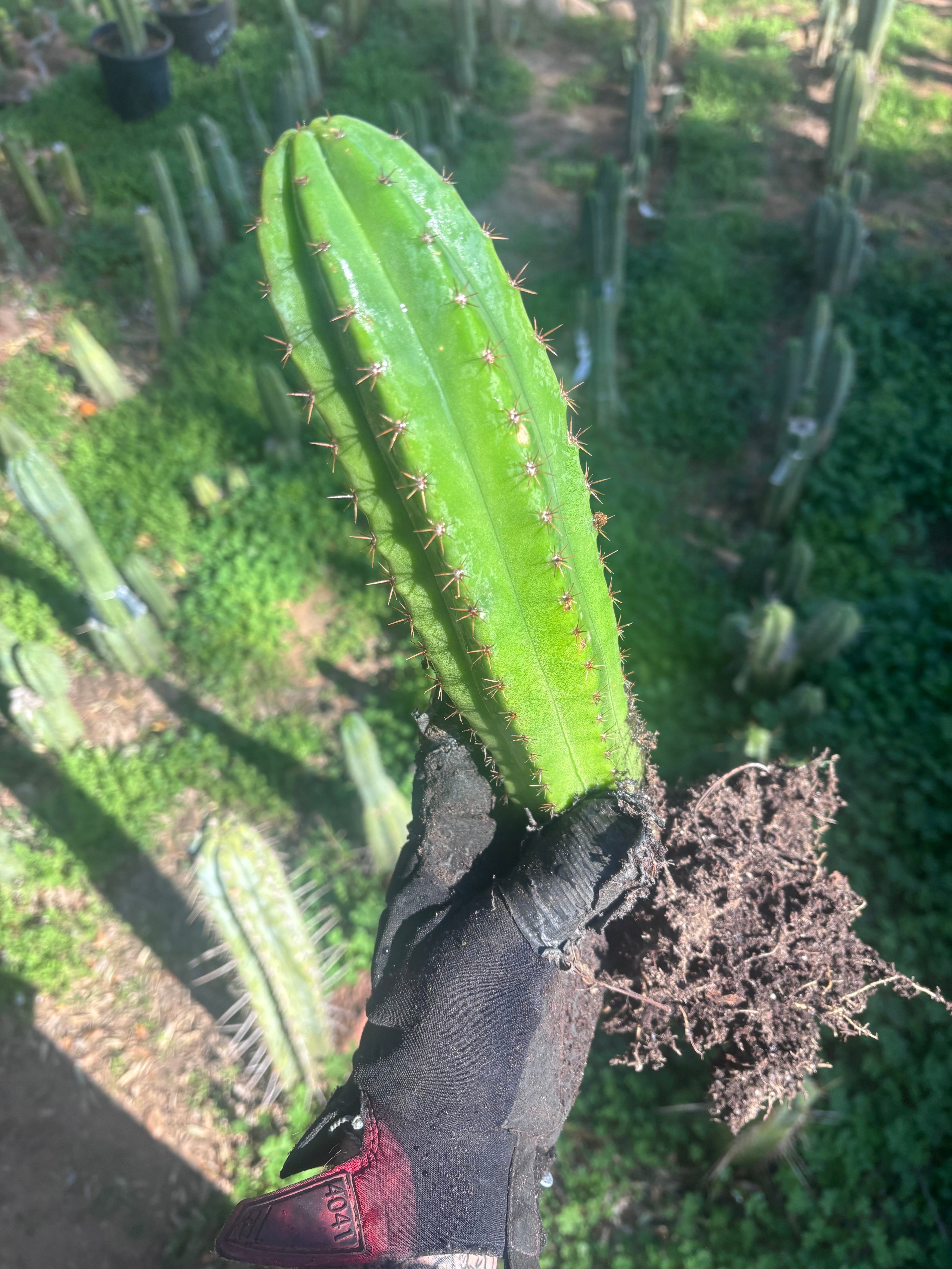 🎁🌶️ NEW Add On Freebie! — DeCosta x Bob, Large Yearlings