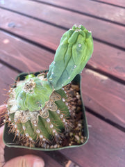 👑💎 Grecas — Butt Graft with Pup