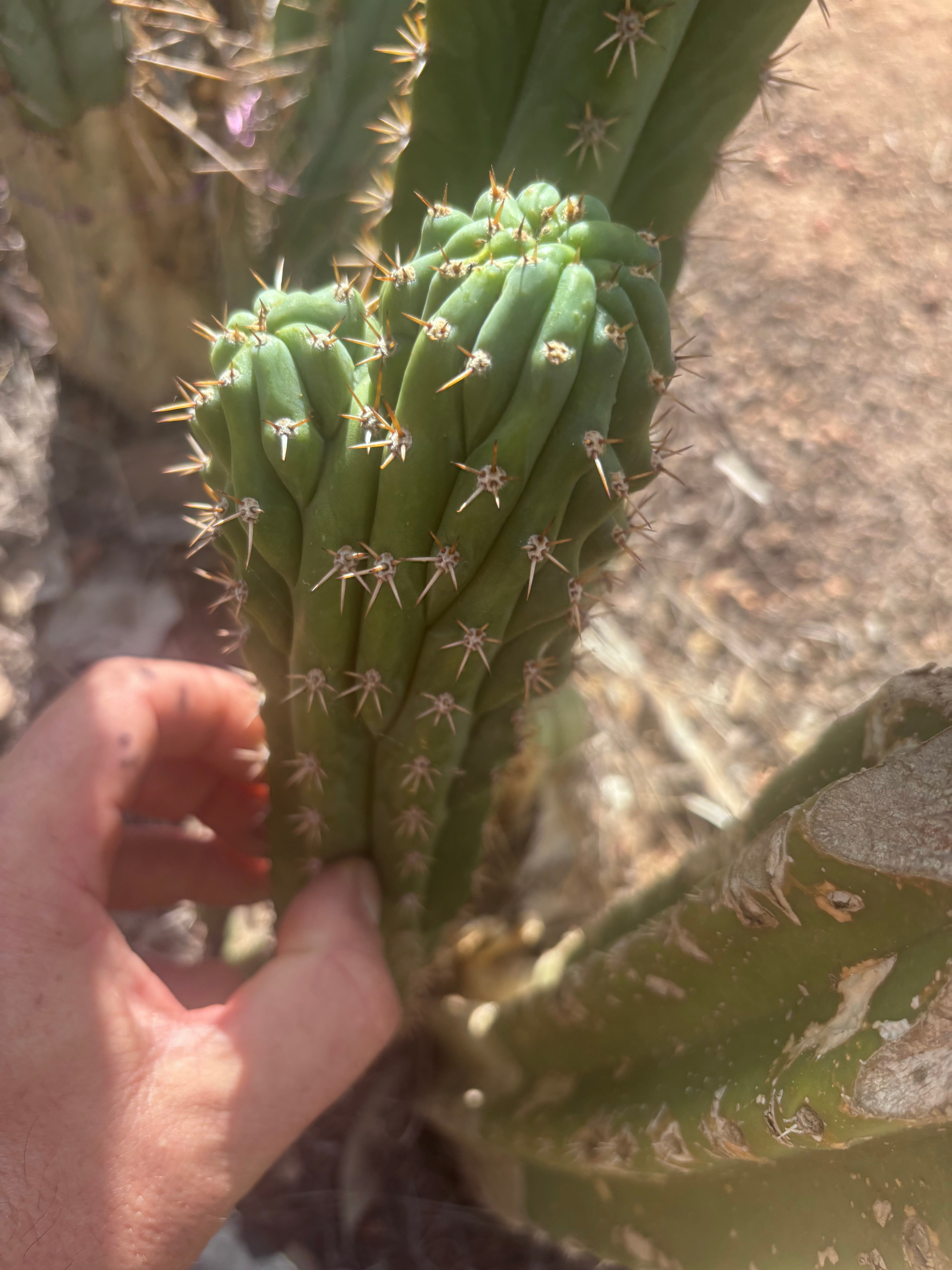 👑🐦‍⬛ RJ’s Clone — 9” Dichot Tip