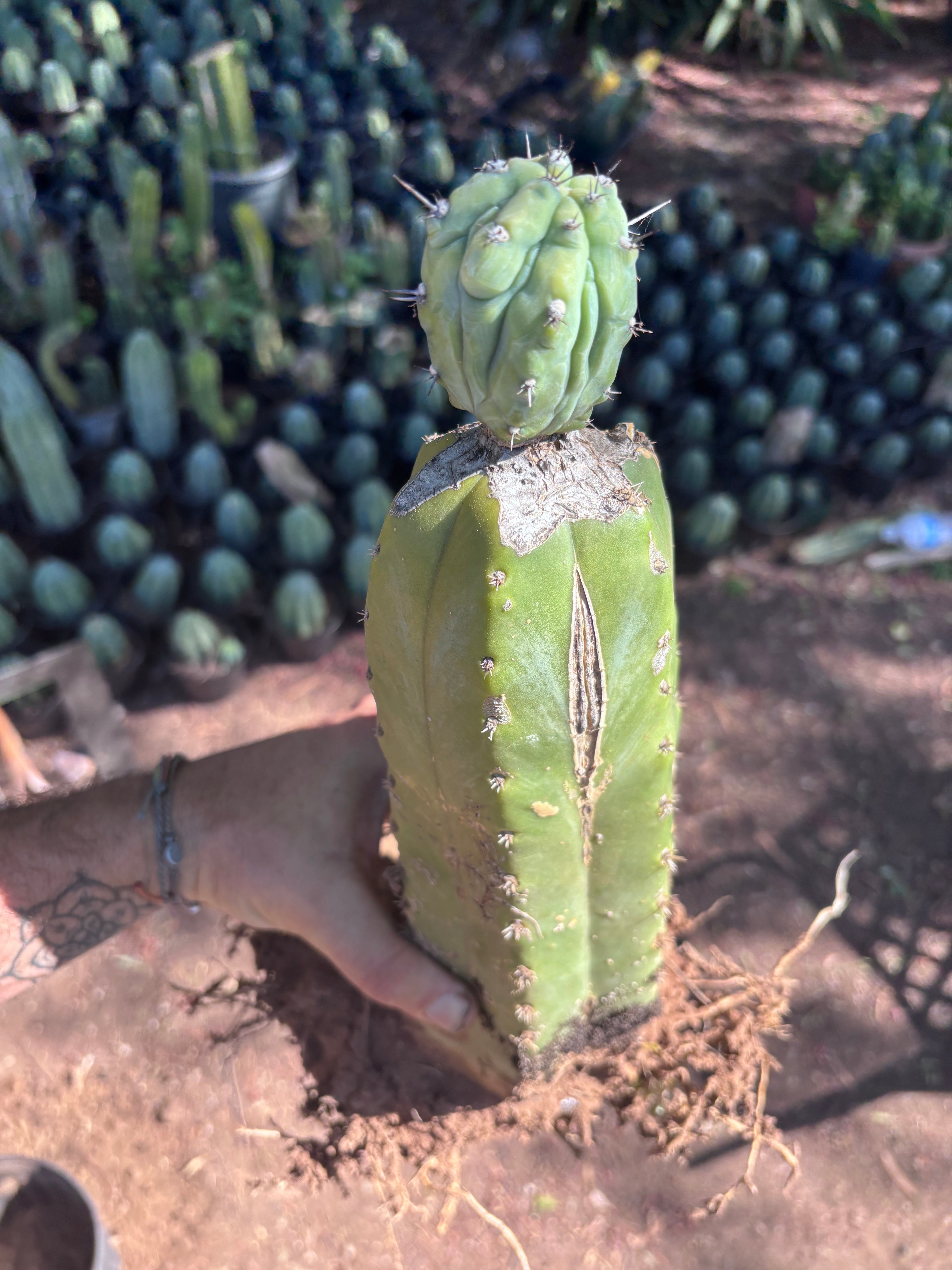 👑💎 Grecas — Established Tip Graft on Beefy Rooted PC