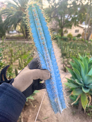 Pilosocereus Azureus   — 15” Tip