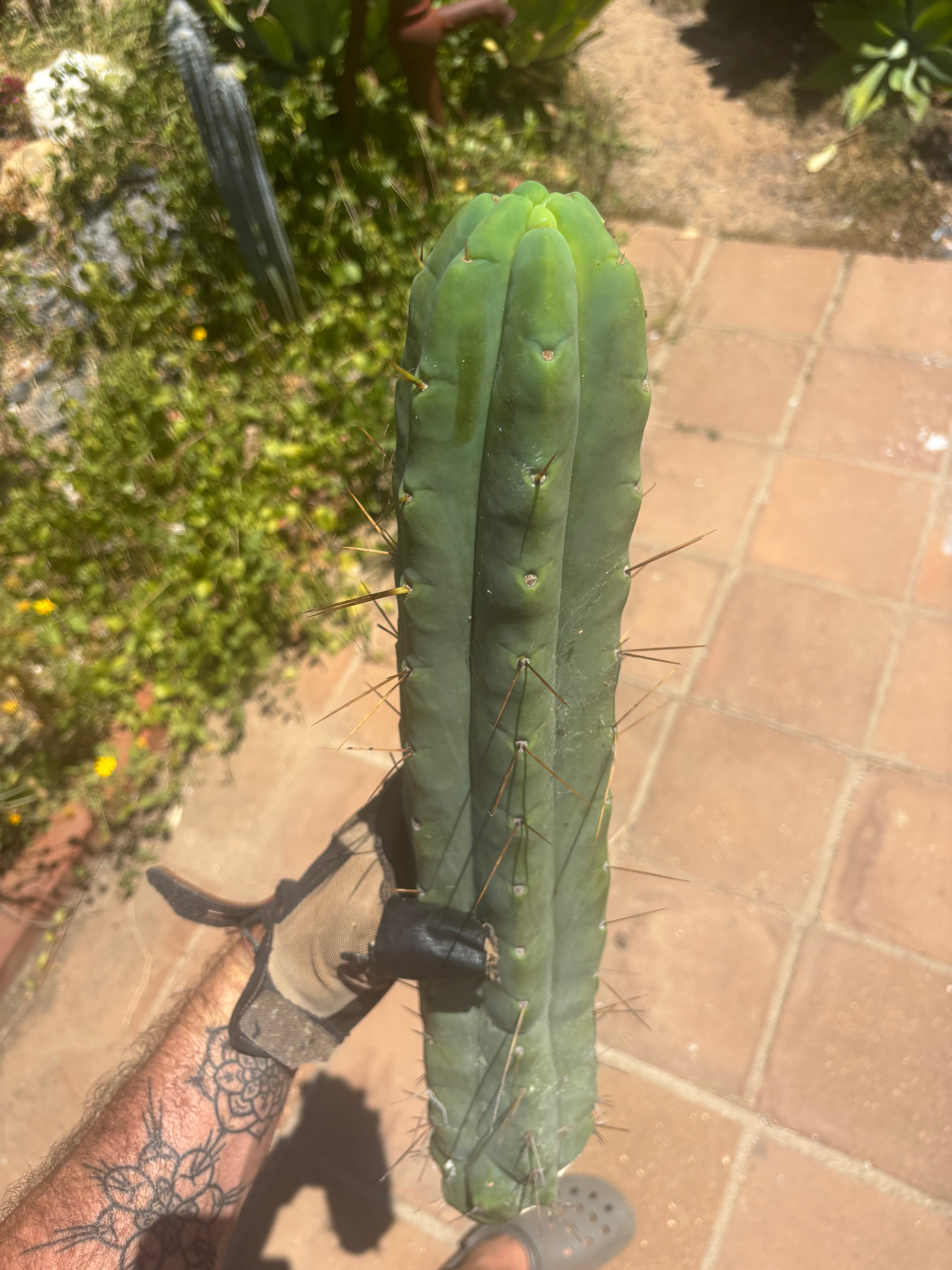 👑💎🌶️🌶️ Eileen — 18” Mega Tip
