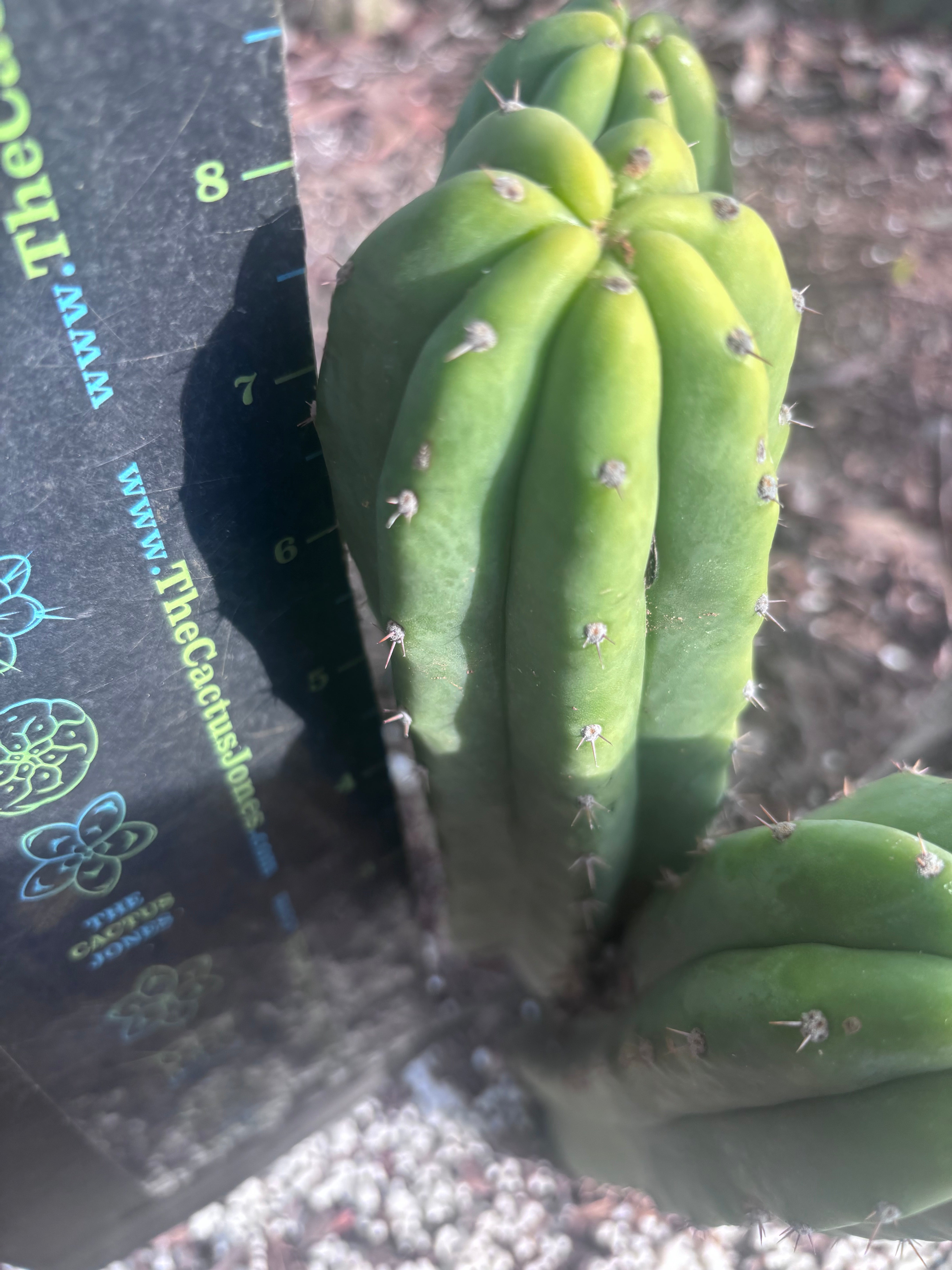 👑🌶️🌶️ Landfill — 8” Pup