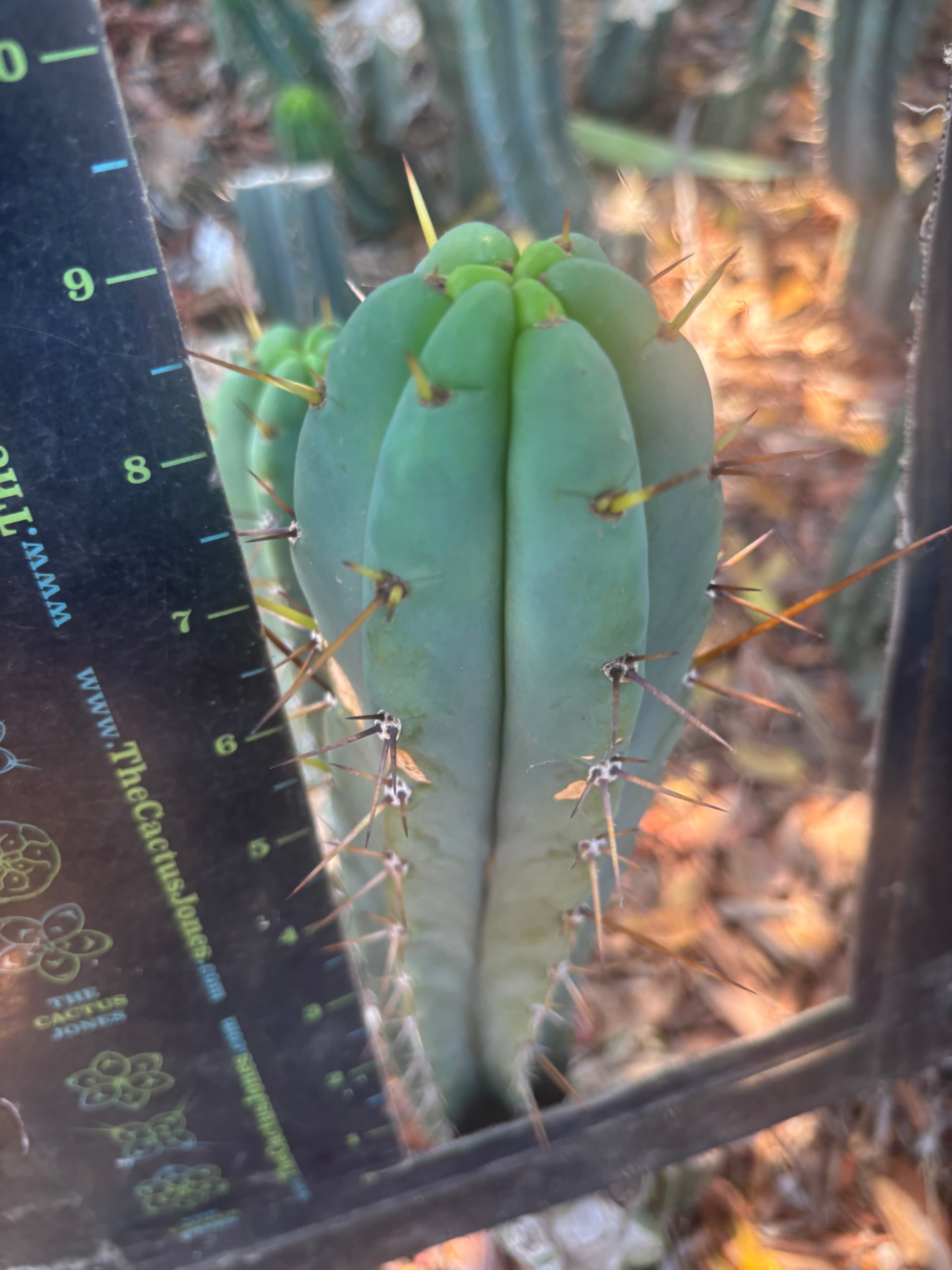👑🌶️🌶️ Pala — 9” Tip