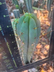 👑🌶️🌶️ Pala — 9” Tip
