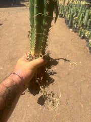 💎 Chavin de Huantar x Lumberjack — Seed Grown XL Rooted