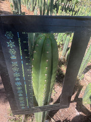 💎👑🌶️ Torres & Torres — XL 14” Tip