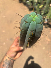 👑🌶️🌶️ Pala — Chonky 11” Pup