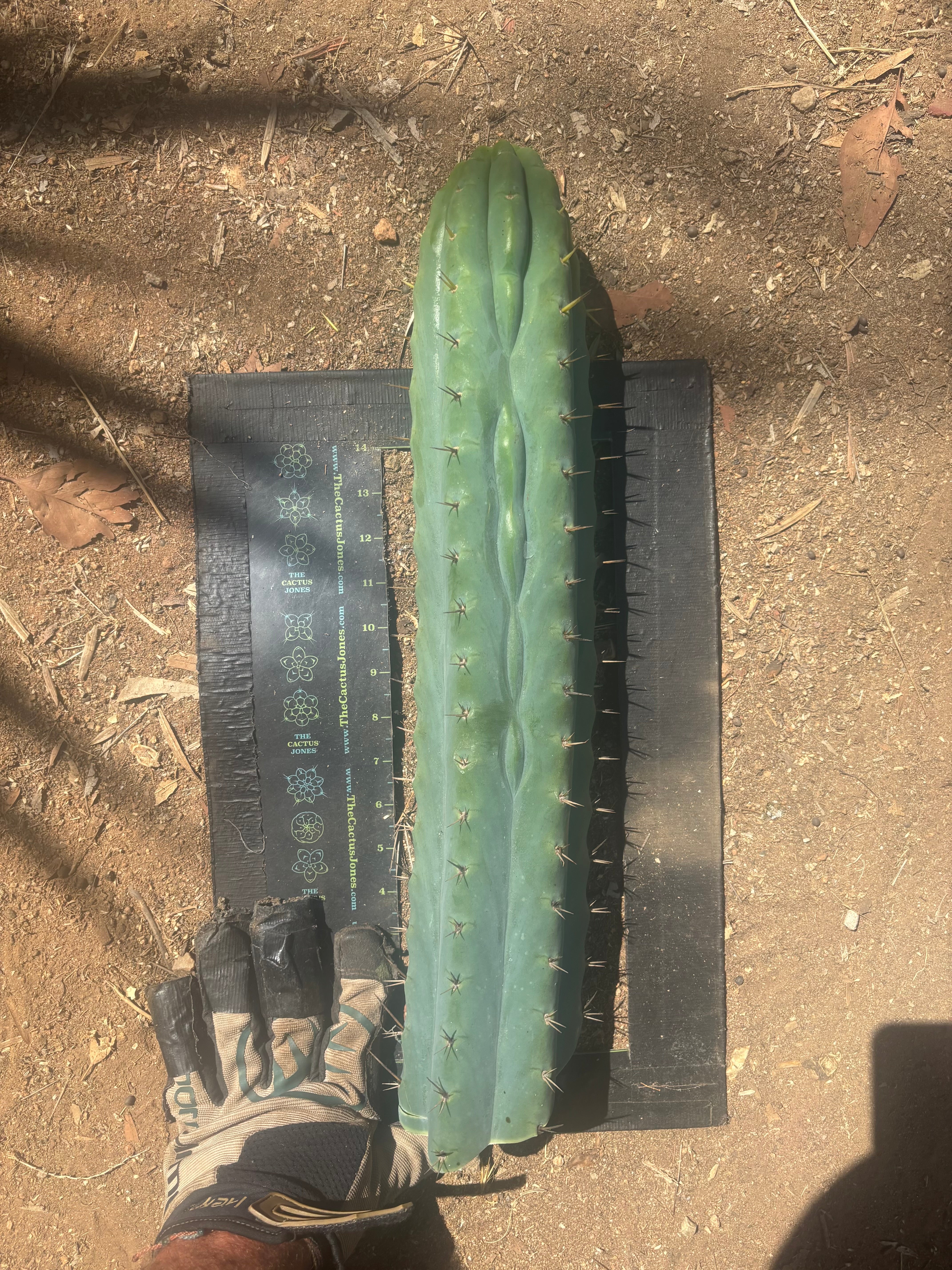 💎👑🌶️  Ashdod — XL 17” Magnum Tip