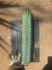 💎👑🌶️  Ashdod — XL 17” Magnum Tip