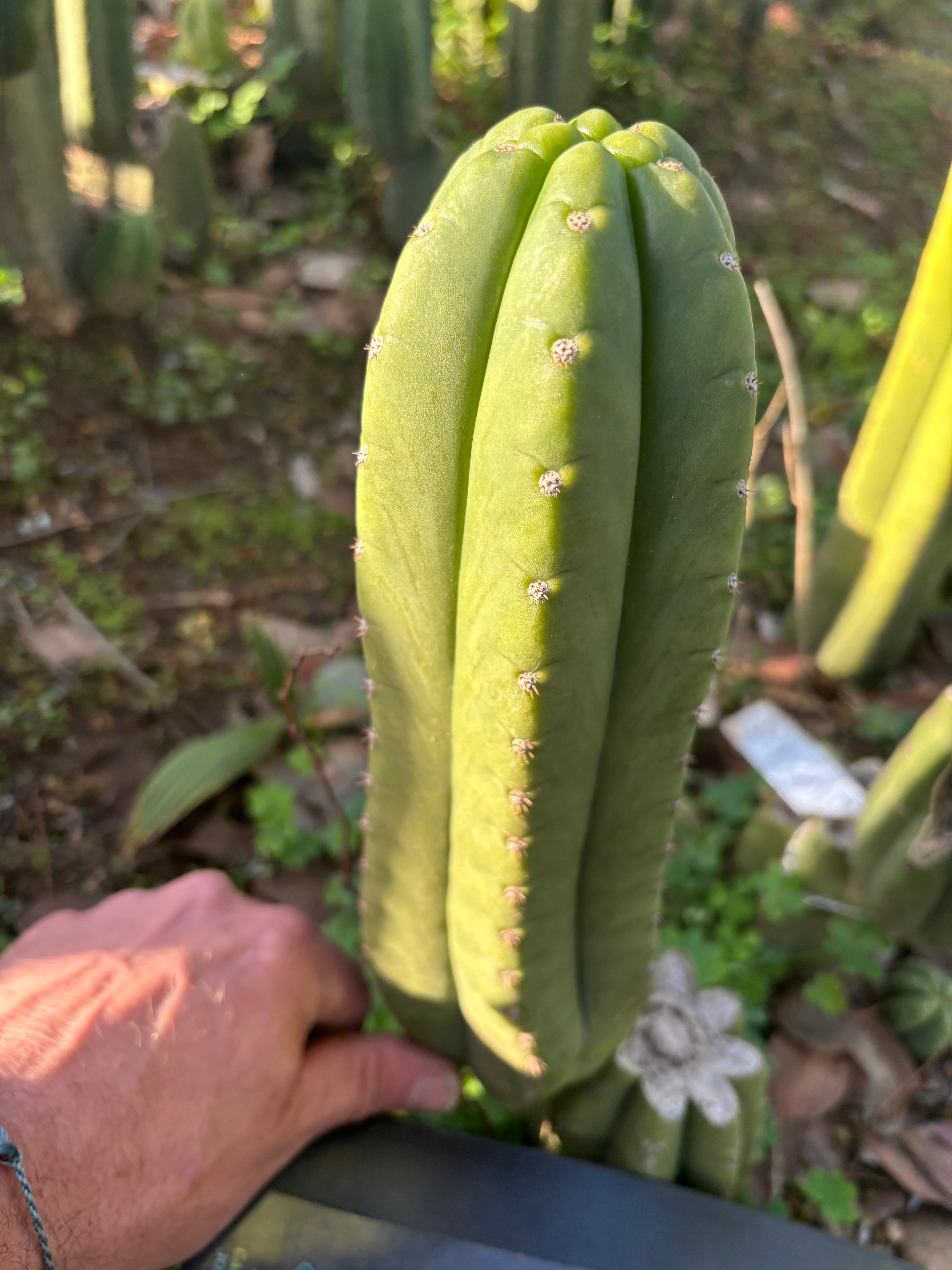 👑🌶️ The Field’s Pachanoi — Chonky 11” Pup