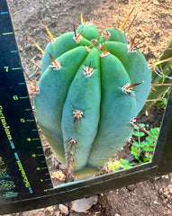 👑 Gorgeous PeruxPeru —  Fat 10” Tip