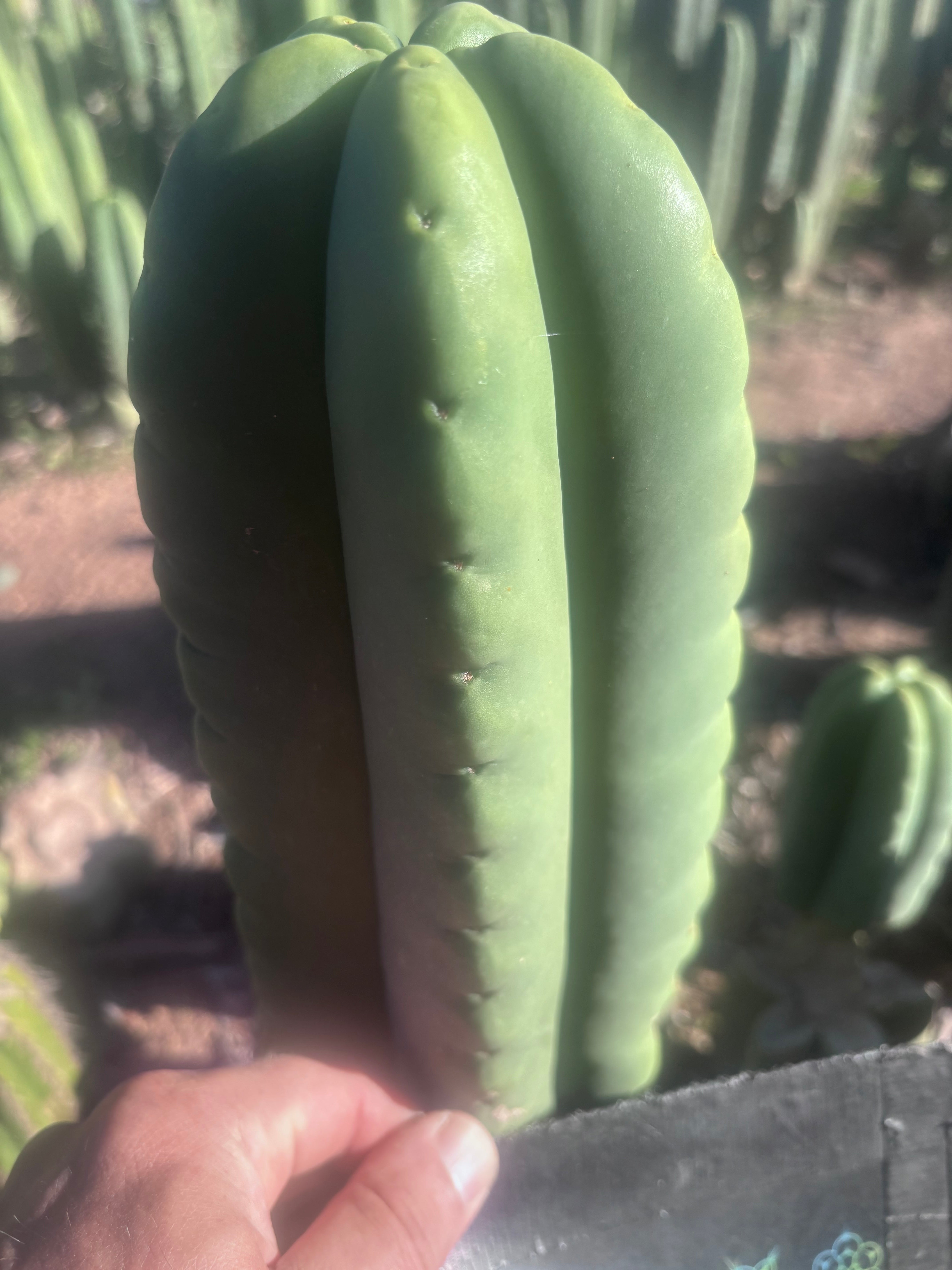 💎👑💎🌶️ Ferah — FAT 9” Tip