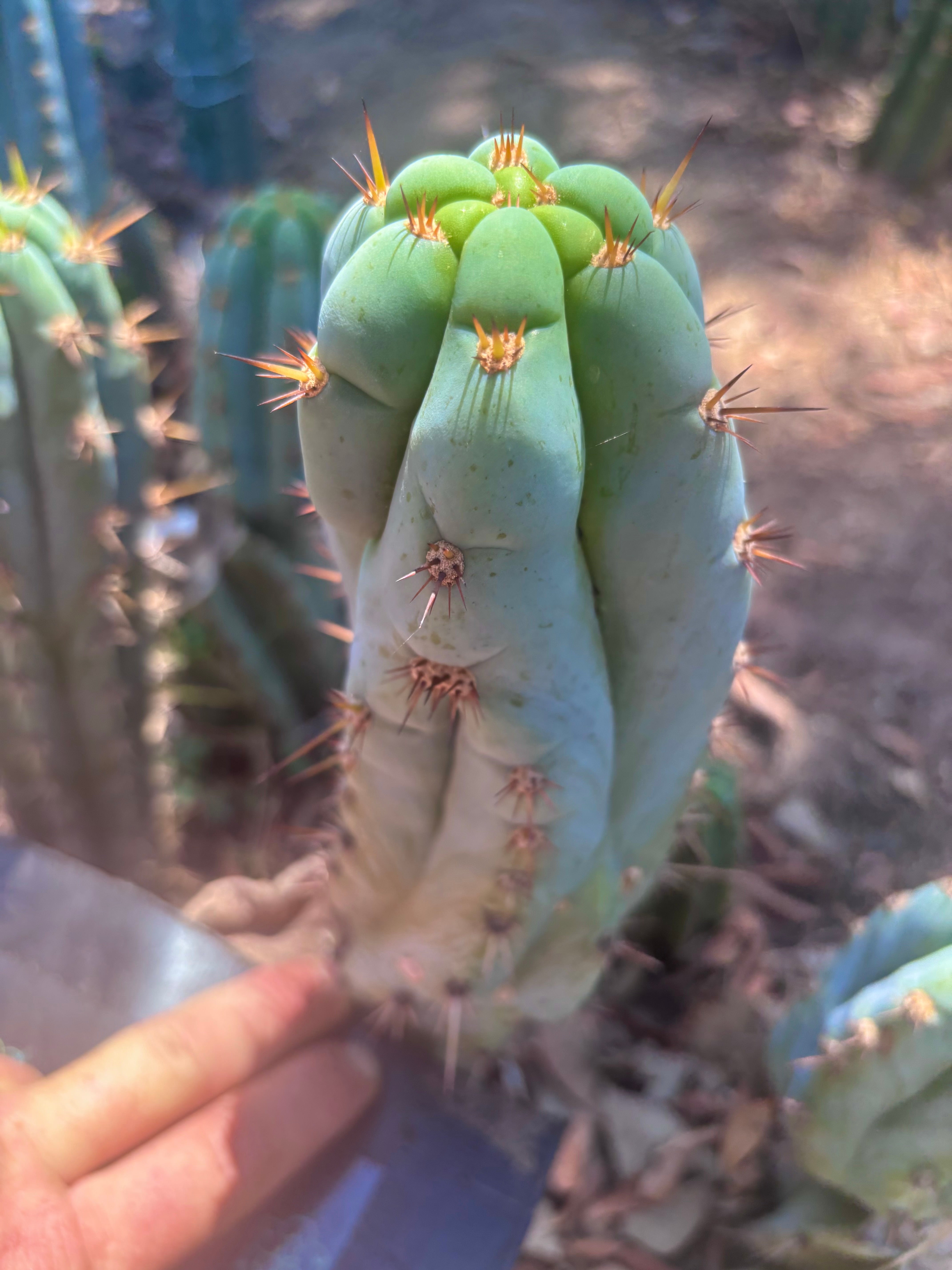 💎👑🌶️ Sharxx Blue — 9.5” Pup