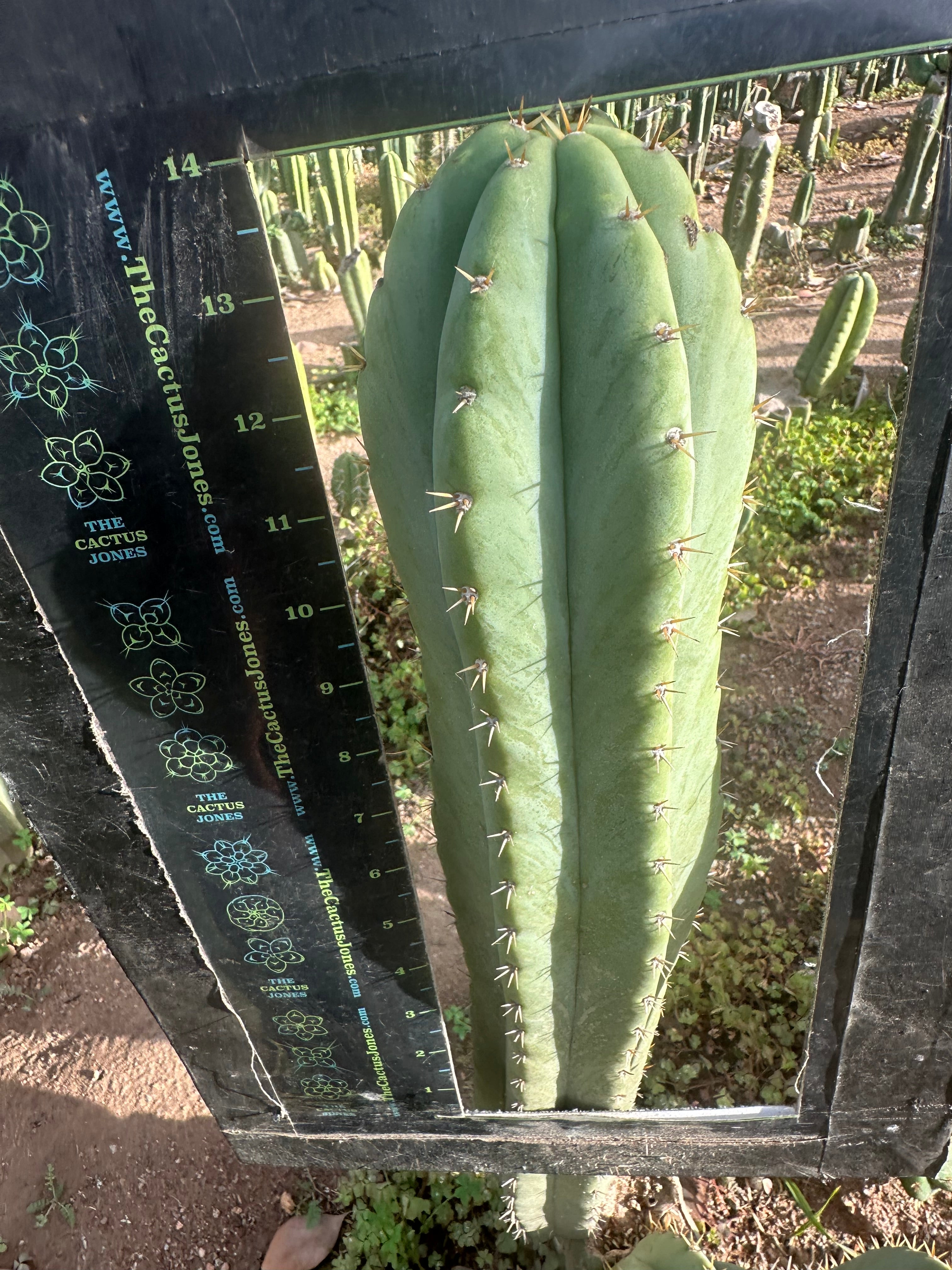 Heynes x Jessica  — XL 14” Tips