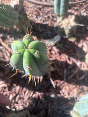 👑🌶️🌶️ Pala! — The Sunday Pup