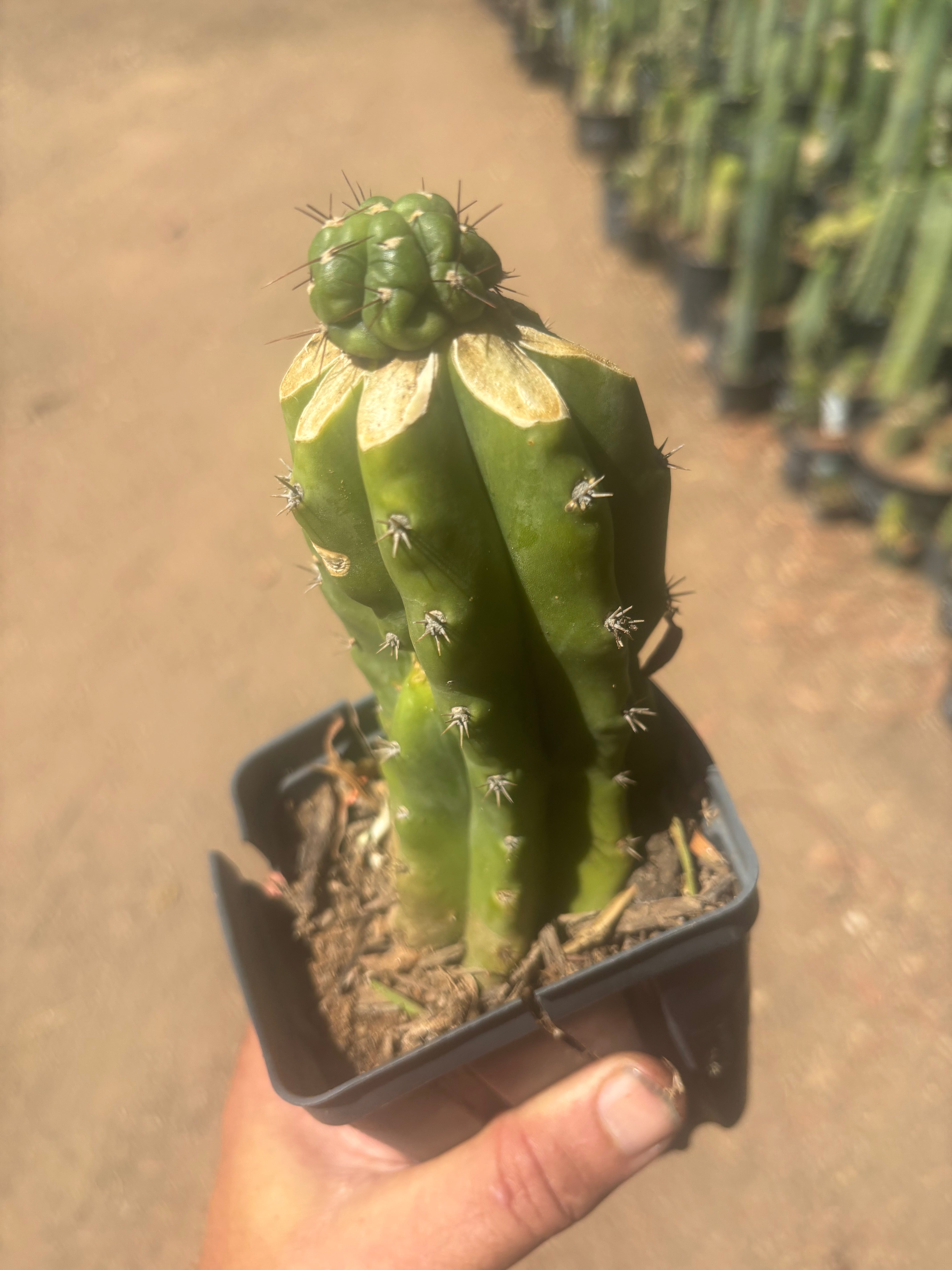 💎👑💎 Havran — Pup Graft on Rooted PC