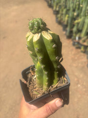 💎👑💎 Havran — Pup Graft on Rooted PC