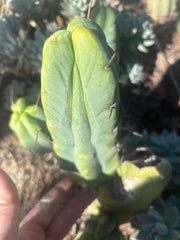 👑💎🌶️ Caballero — 8” Fourwang Pup