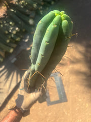 👑💎🌶️🌶️ Eileen — 21” Mega Tip!