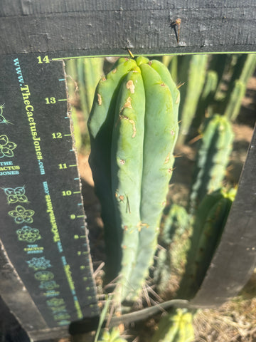 👑🌶️ Medicine Man — 14” Tip