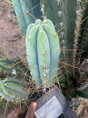 👑🌶️ KGC  — 12” Tip