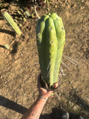 💎👑🌶️ Psycho0’  — *BIG* XXL 14” Tip