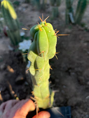 💎👑🌶️  Mel — 10” Tip