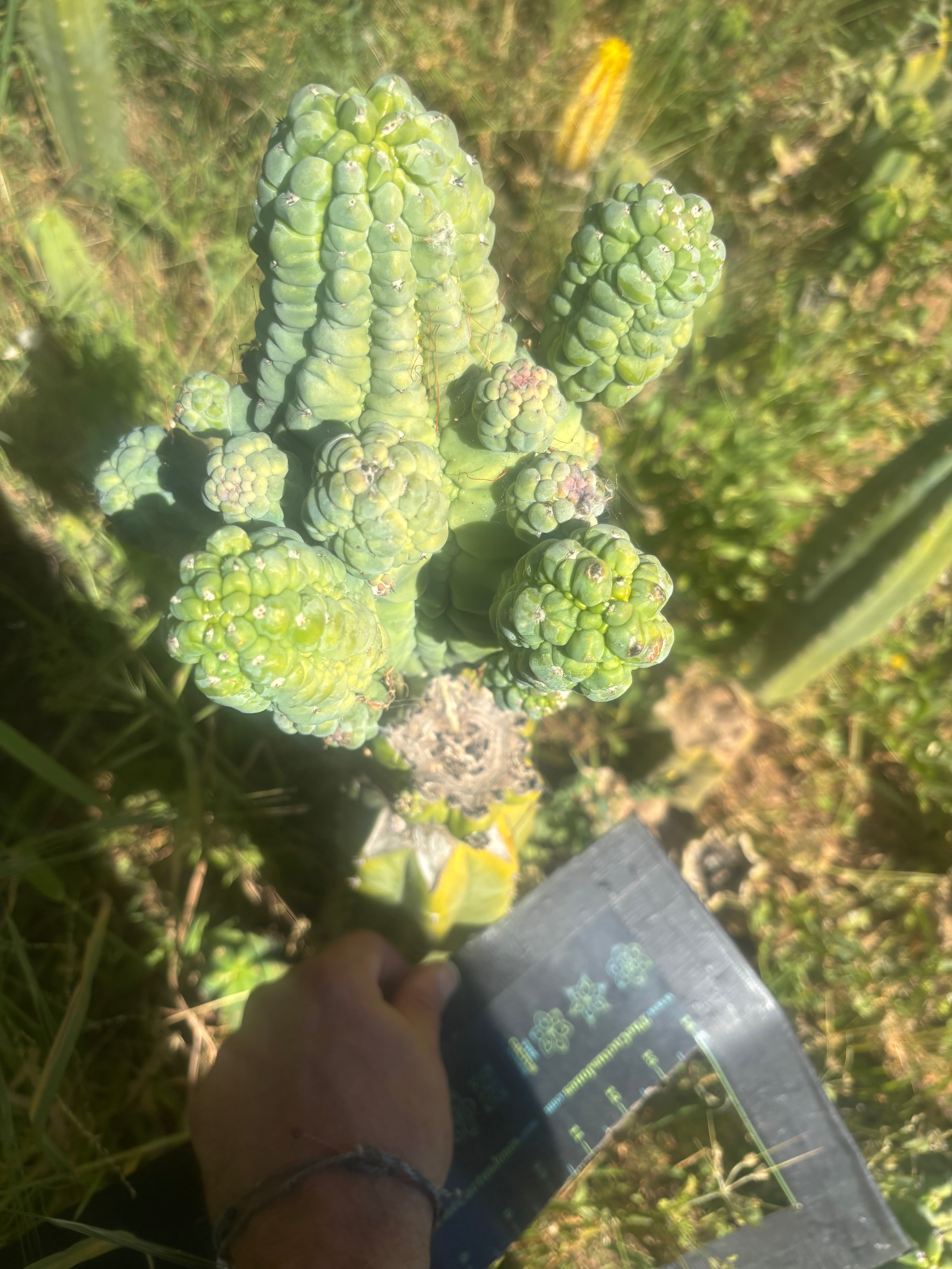 💎👑💎 Glorp — Crazy XXL Pupsplosion Graft