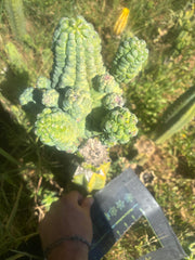 💎👑💎 Glorp — Crazy XXL Pupsplosion Graft