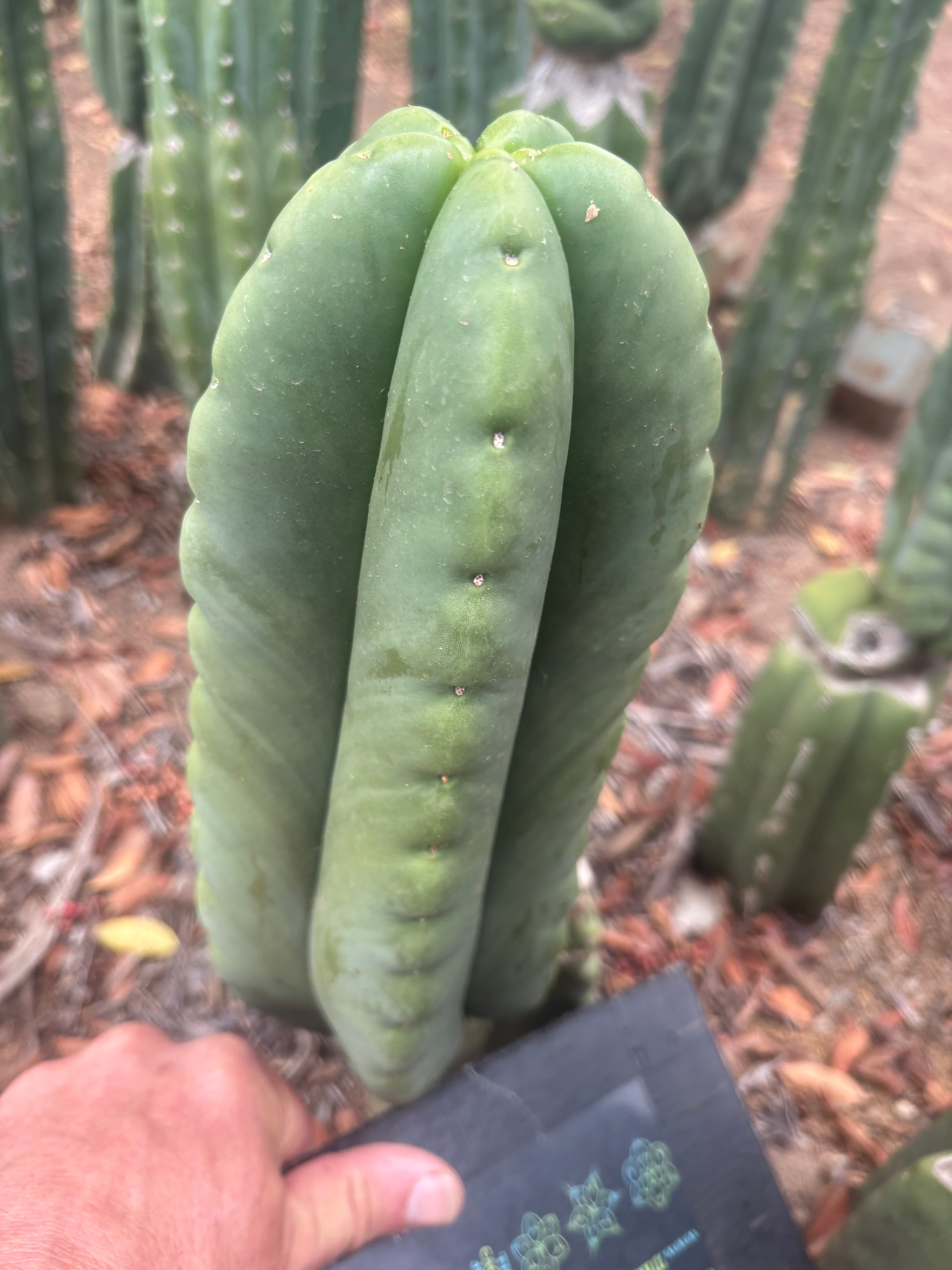💎👑🌶️ Ferah — FAT 10” Pup