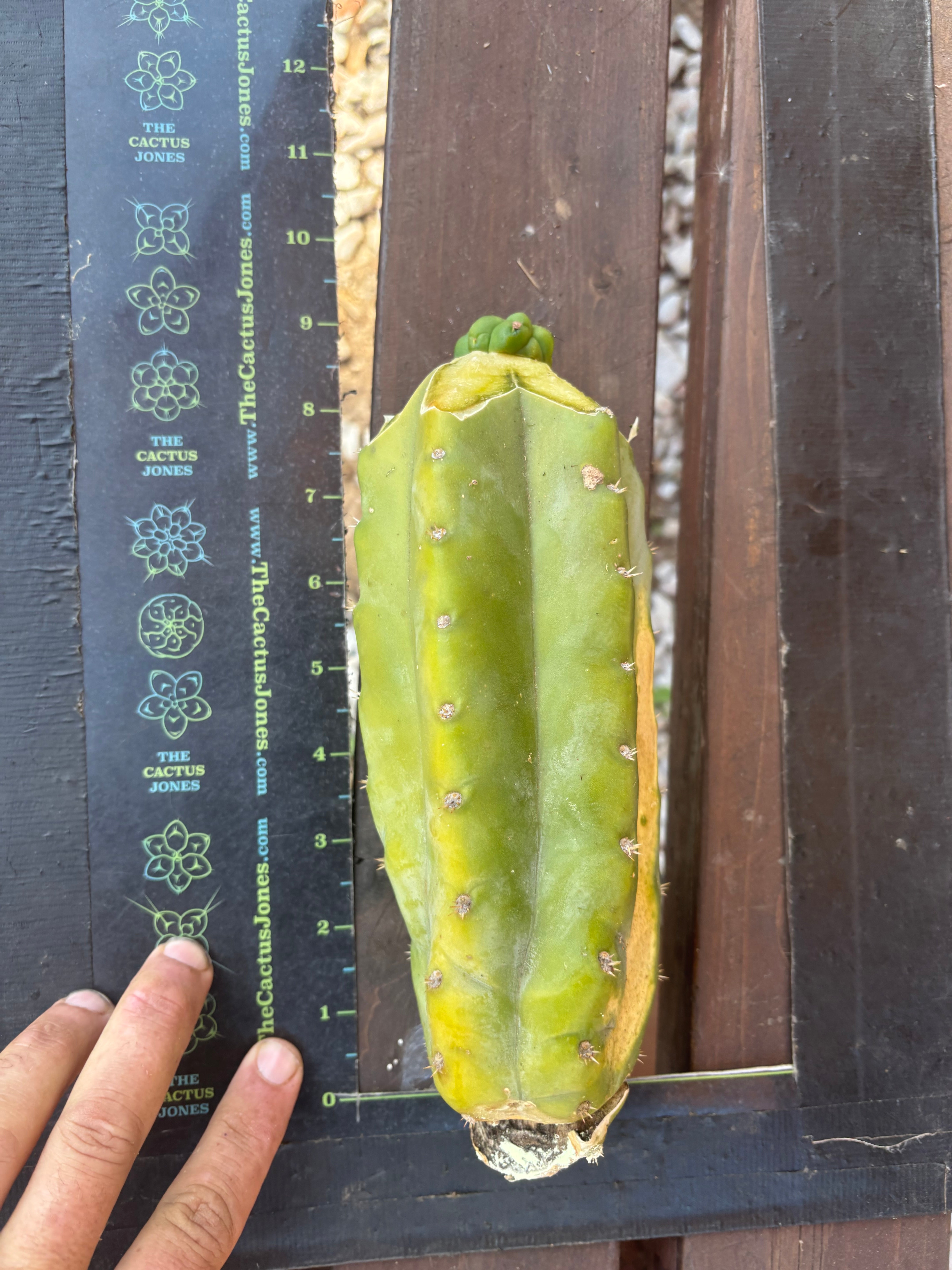 💎👑💎 Havran — Tip Graft Preorder (Restocked)