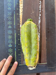 💎👑💎 Havran — Tip Graft Preorder (Restocked)