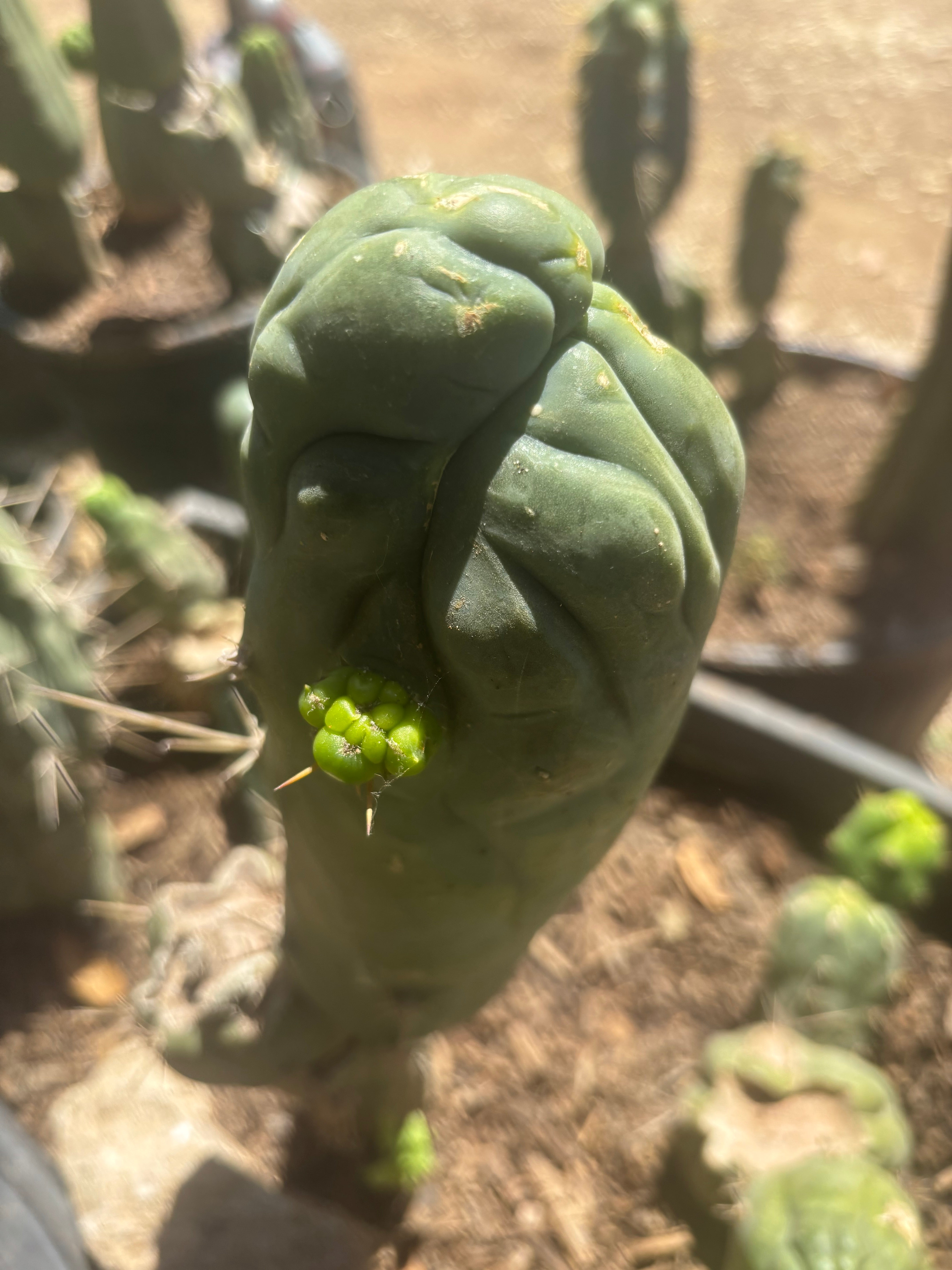 💎👑🐉 Bruce’s Dragon — Thick 8” Pup