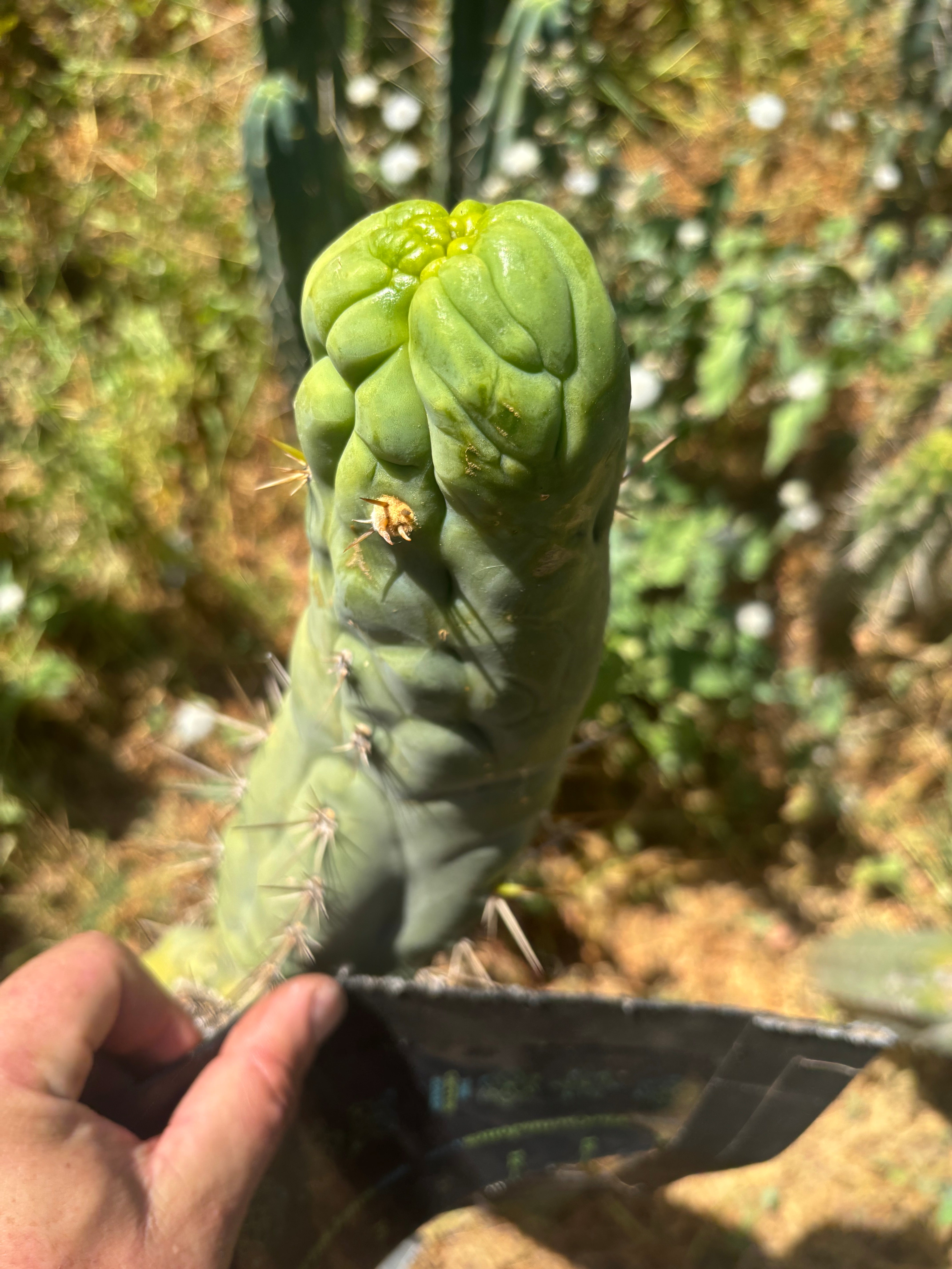 💎👑🐉 Bruce’s Dragon — Thick 8” Tip