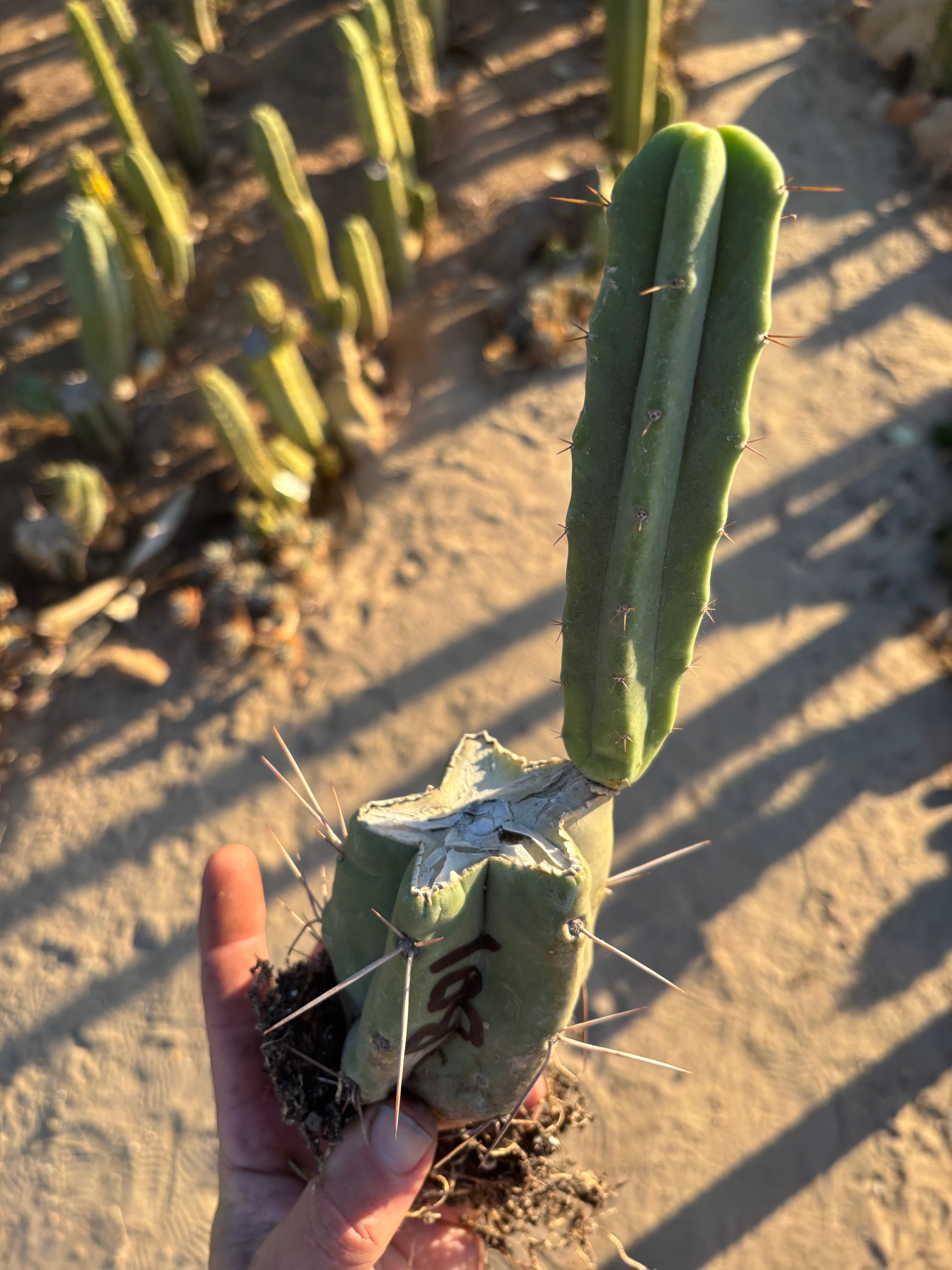 👑🌶️ B01 — Rooted Mid w/Pup