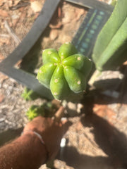 👑🌶️🌶️ Landfill — XL 14” Pup