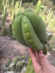 💎👑💎🌶️ Ferah — FAT Melon Pup