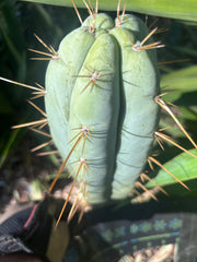 👑 Lotusland Huanu —  Chonky 10” Tip