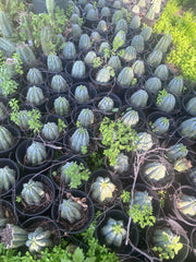 👑🌶️ Shine01 — Fat Rooted Tips