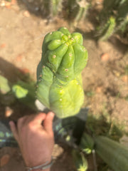 👑🌶️ Maipu — XL 13” Tip