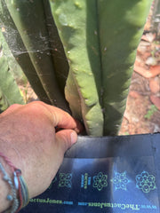 👑💎 Aussie Scop — Chonky 11” Tip