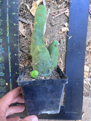 👑🌶️🌶️  TBM Clone B — Fully Rooted