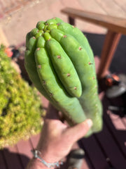 👑🌶️ Juuls Giant — XL 15” Tip