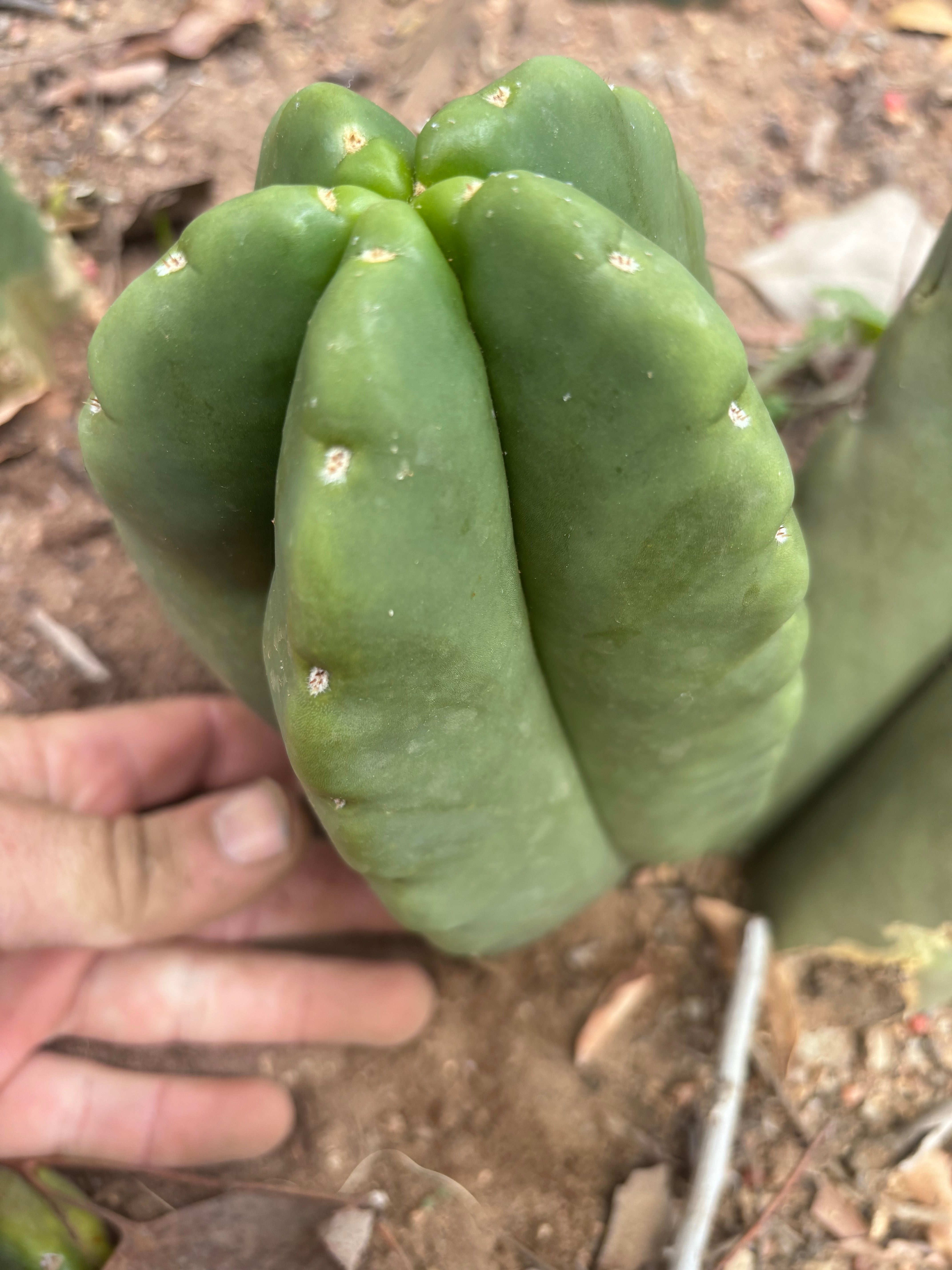 💎👑💎🌶️ Ferah — XL Pup