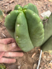💎👑💎🌶️ Ferah — XL Pup