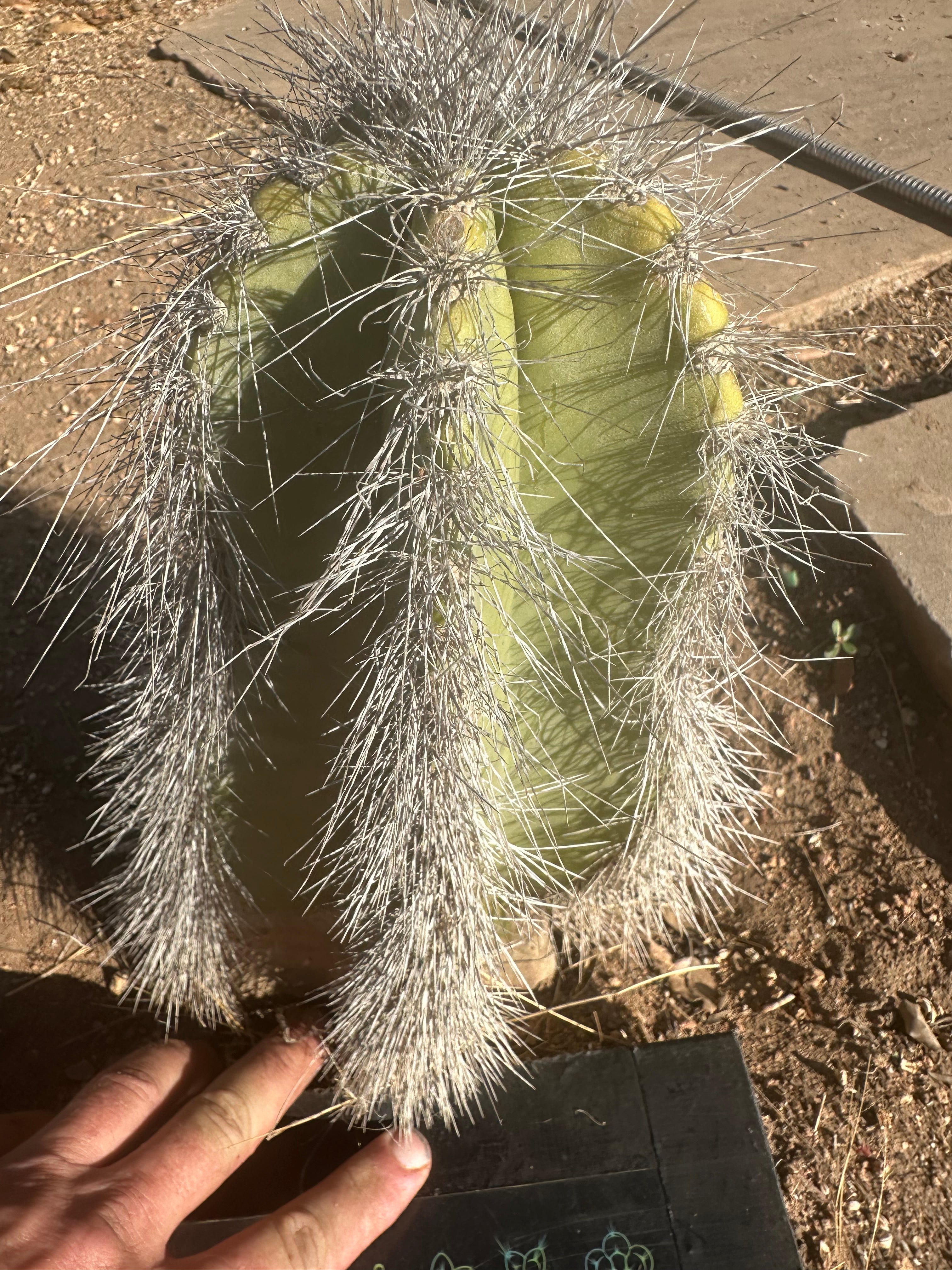 👑 Wooly Rhino — Rooted 11” Whole Plant